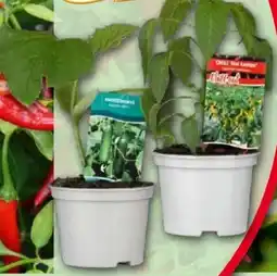 Norma Hot Peppers Chill Out Angebot
