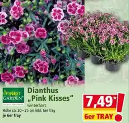 Norma Dianthus Pink Kisses Angebot