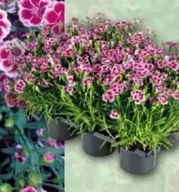 Norma Finest Garden Dianthus Pink Kisses Angebot