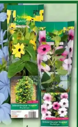 Norma Finest Garden Schwarzäugige Susanne Angebot