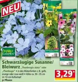 Norma Schwarzäugige Susanne/ Bleiwurz Angebot
