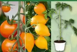 Norma Tomaten Besonderheit Crazy Tomatos Angebot
