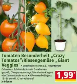 Norma Tomaten Besonderheit Crazy Tomatos/Riesengemüse Giant Veggies Angebot
