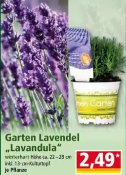 Norma Garten Lavendel Lavandula Angebot