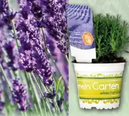 Norma Garten-Lavendel Lavandula Angebot