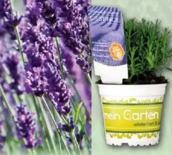 Norma Garten-Lavendel Lavandula Angebot
