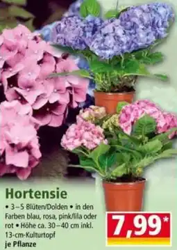 Norma Hortensie Angebot