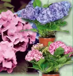 Norma Hortensie Angebot