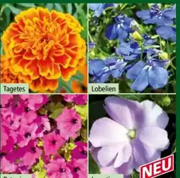 Norma Beetpflanzen Angebot