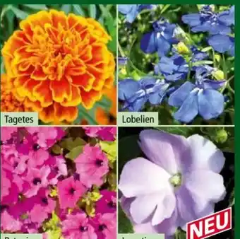 Norma Beetpflanzen Angebot