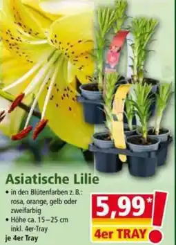 Norma Asiatische Lilie Angebot