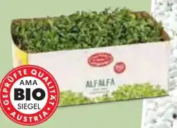 Hofer Zurück zum Ursprung Bio-Kresse Angebot