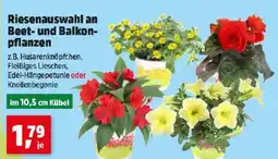 Thomas Philipps Riesenauswahl an beet und balkon pflanzen Angebot