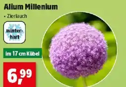 Thomas Philipps Alium millenium Angebot