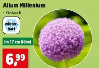 Thomas Philipps Alium millenium Angebot