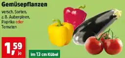 Thomas Philipps Gemüsepflanzen Angebot