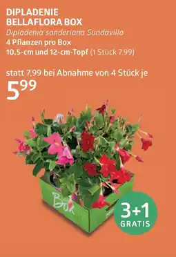 Bellaflora Dipladenie bellaflora box Angebot