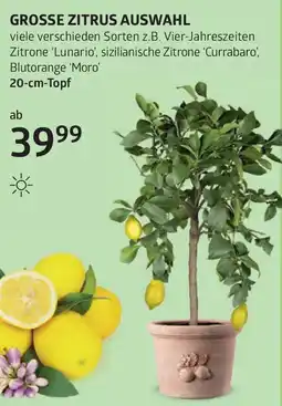 Bellaflora Grosse zitrus auswahl Angebot