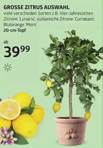 Bellaflora Grosse zitrus auswahl Angebot