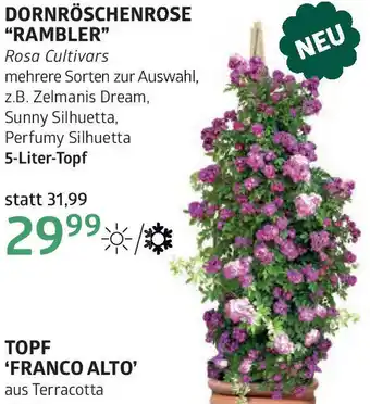Bellaflora Dornröschenrose rambler Angebot
