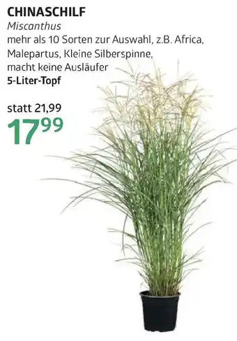 Bellaflora Chinaschilf Angebot