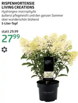 Bellaflora Rispenhortensie living creations Angebot