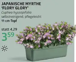 Bellaflora Japanische myrthe flory glory Angebot