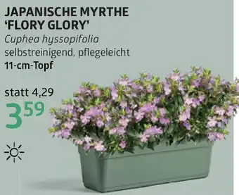 Bellaflora Japanische myrthe flory glory Angebot