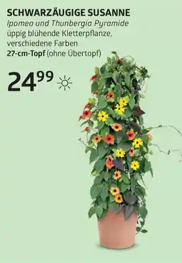 Bellaflora Schwarzäugige susann Angebot
