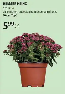 Bellaflora Heisser heinz Angebot