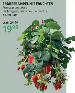 Bellaflora Erdbeerampel mit früchten Angebot
