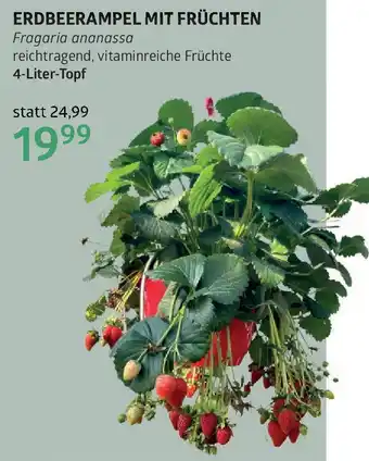 Bellaflora Erdbeerampel mit früchten Angebot