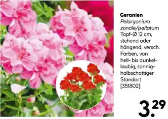 Hellweg Geranien Angebot