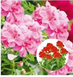Hellweg Plantiflor Geranie Angebot