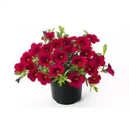 Hellweg Plantiflor Zauberglöckchen Angebot