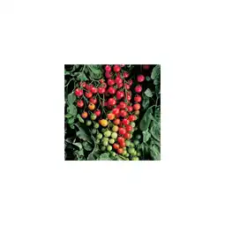 Hellweg Gemüsepflanzen versch. Sorten 352768 HELLWEG Angebot
