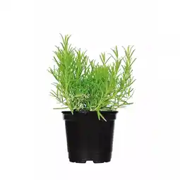 Hellweg Gourmetkräuter versch. Sorten 915789 HELLWEG Angebot