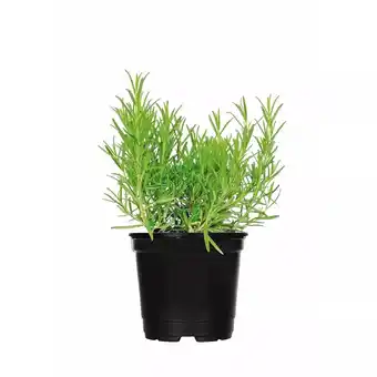 Hellweg Gourmetkräuter versch. Sorten 915789 HELLWEG Angebot