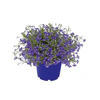 Hellweg versch. Beet- und Balkonpflanzen 870916 HELLWEG Angebot