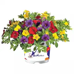 Hellweg Zauberglöckchen versch. Sorten 922326 HELLWEG Angebot