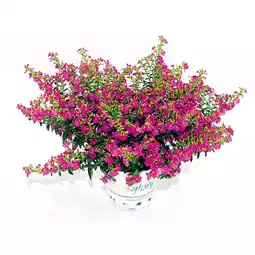 Hellweg Japanische Scheinmyrthe „Flori Glory“ 370839 HELLWEG Angebot