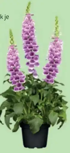 Bellaflora Stauden Angebot