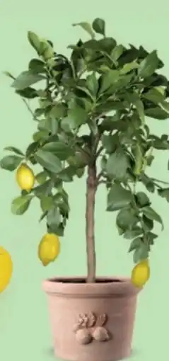 Bellaflora Zitruspflanze Angebot