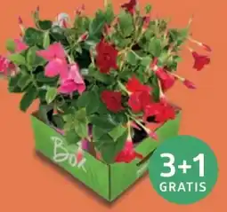 Bellaflora Dipladenie Bellaflora Box Angebot