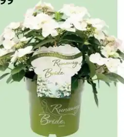 Bellaflora Girlanden-Hortensie Runaway Bride Angebot