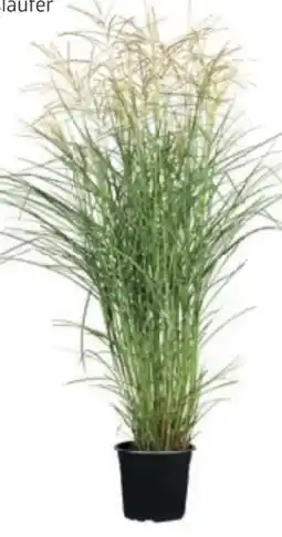 Bellaflora Chinaschilf Angebot