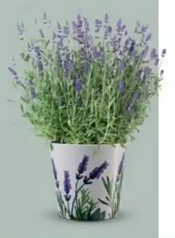 Bellaflora Duftlavendel Essence Purple Angebot