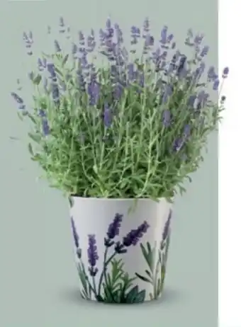Bellaflora Duftlavendel Essence Purple Angebot