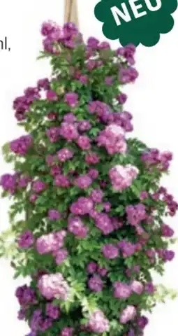 Bellaflora Dornröschenrose Rambler Angebot