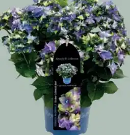 Bellaflora Gartenhortensie Royalty Angebot